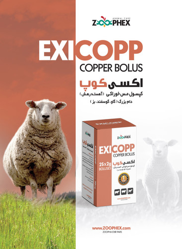 Exicopp